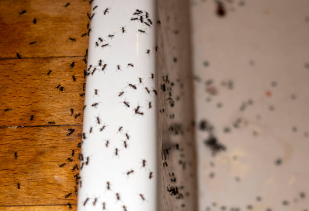 Wildlife Control Services in Houston, MS